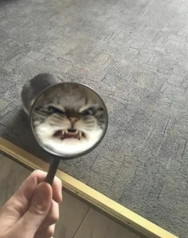 Angry cat meme snarling at itself in a mirror