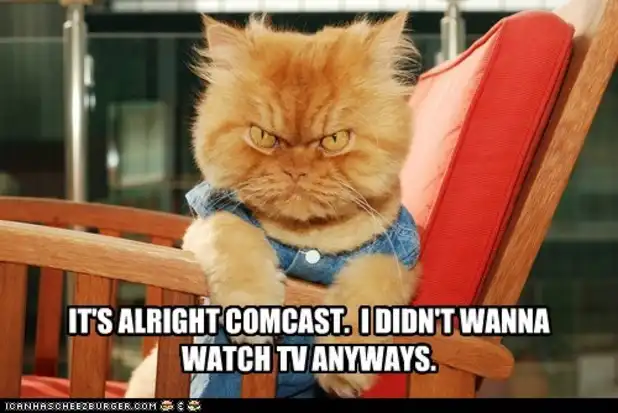 orange tabby angry cat meme glaring from denim overalls