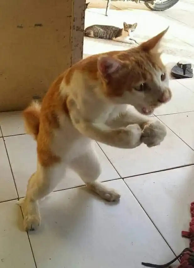 fierce angry cat meme in boxing stance ready to fight