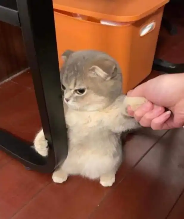 enraged orange cat meme rearing up yelling NO at owner