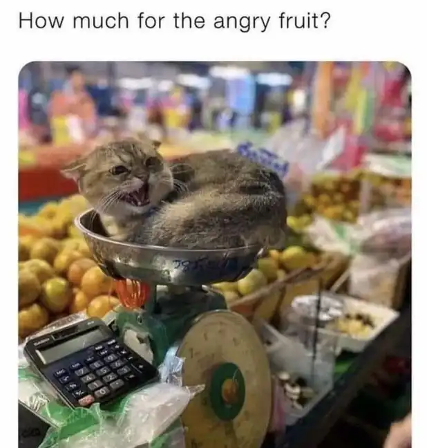 tiny fluffy angry cat meme glaring from hiding spot