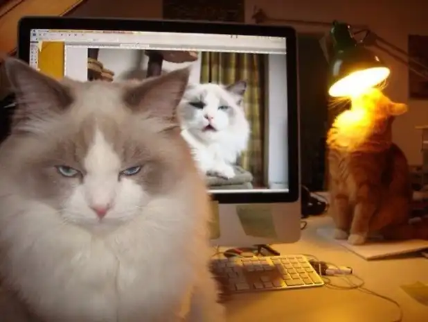 furious cat meme mad at unflattering photo on laptop screen