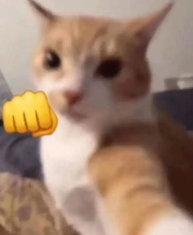 orange cat angry meme selfie with raised fist threat