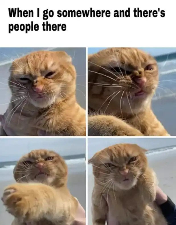 angry orange cat meme four-panel beach rage progression