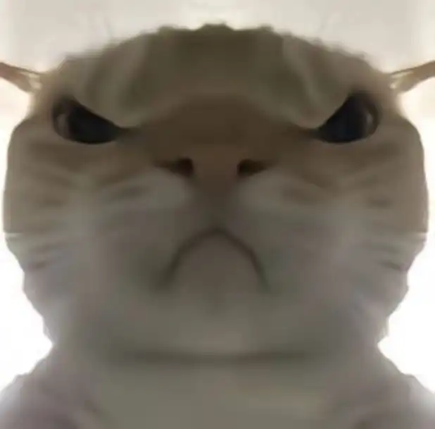 close-up white angry cat meme with flattened ears and glare