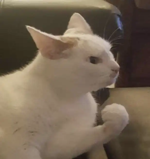 soaked orange angry cat meme plotting laundry revenge