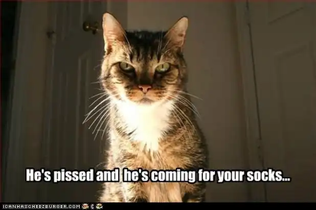 black angry cat meme hissing with pure rage