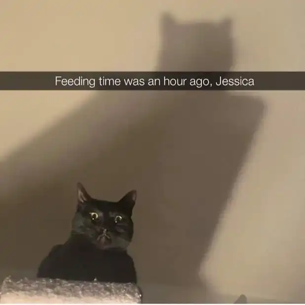 impatient black cat meme glaring hungrily from bubble wrap box