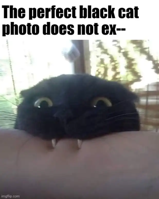 adorable yet terrifying black cat meme peeking with huge eyes and fangs