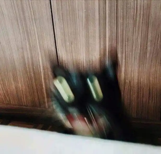 black cat meme  with scary motion-blurred face and eyes