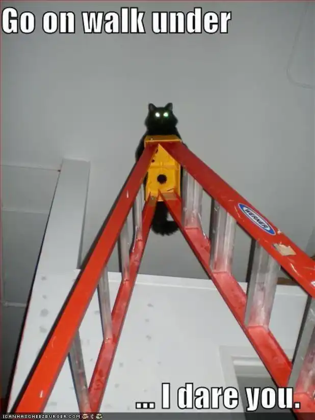 daring black cat meme perched atop yellow ladder glaring down