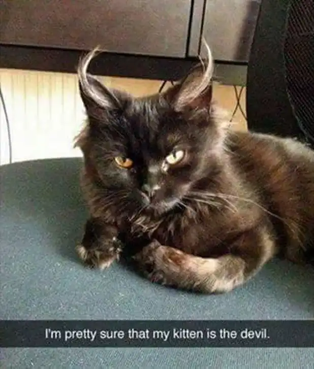 demonic black kitten meme lounging with horn-like ear tufts