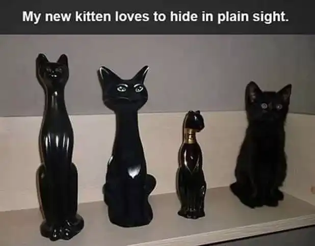 stealthy black kitten meme hiding among black cat statues