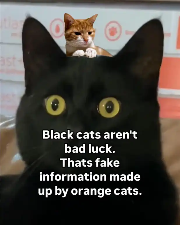 sassy black cat meme debunking bad luck with orange cat on head