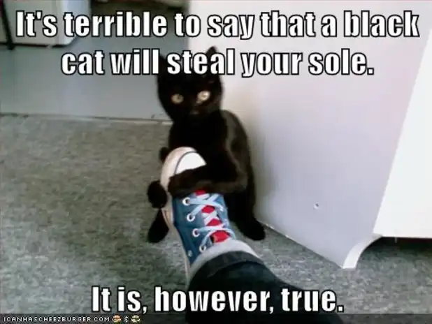 sneaky black kitten meme stealing white sneaker shoe