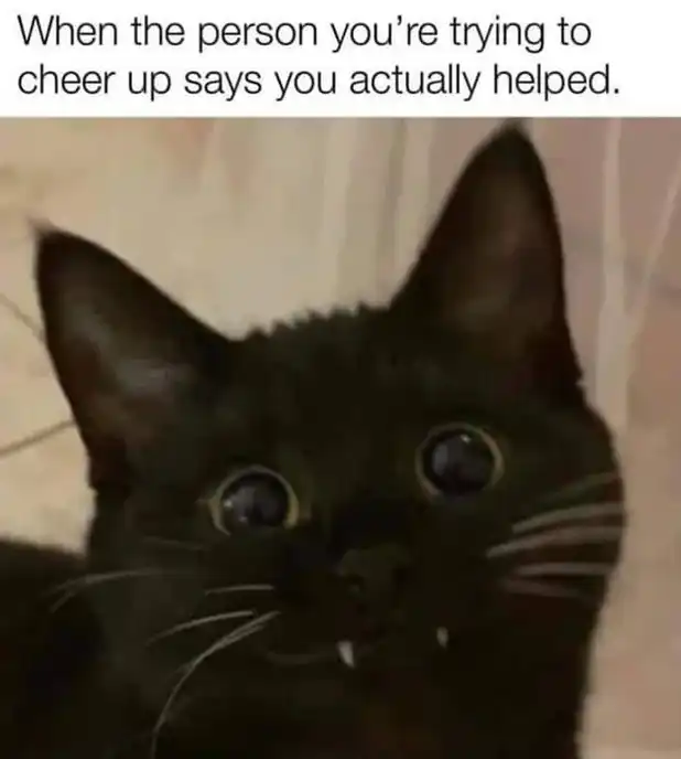 surprised black cat meme wide-eyed and smiling after cheering success