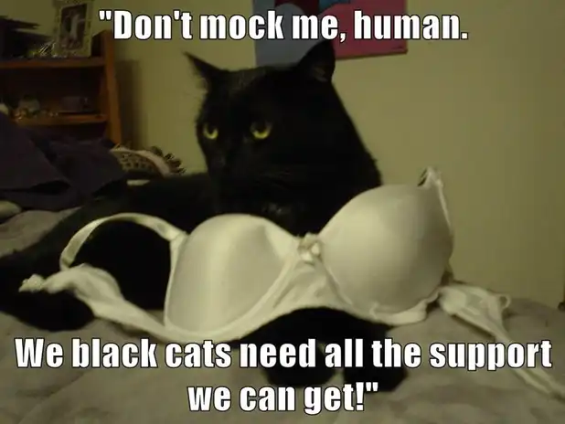 sassy black cat meme lounging on white bras with judgmental stare