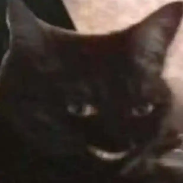 smug black cat meme close-up with mischievous fang-filled grin