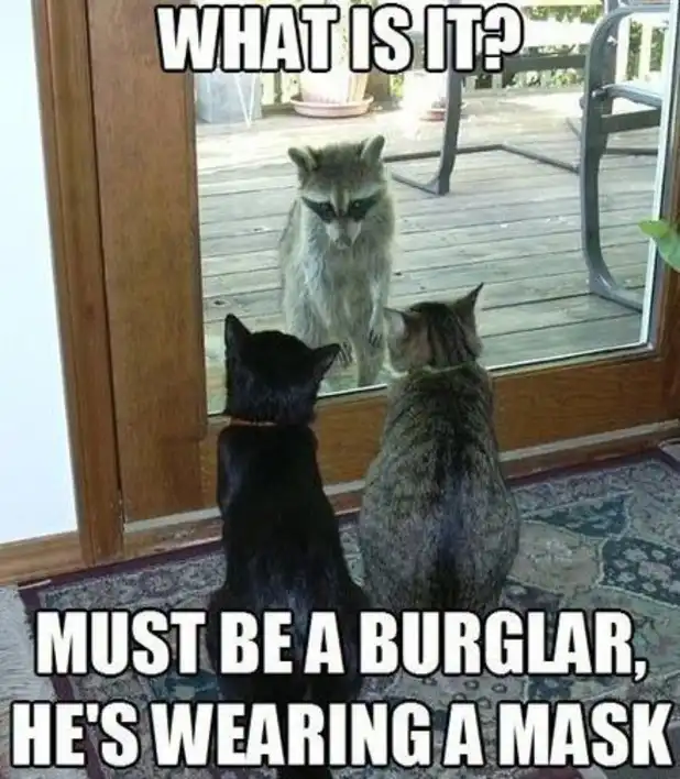 Cat meme of vigilant felines eyeing raccoon intruder at door