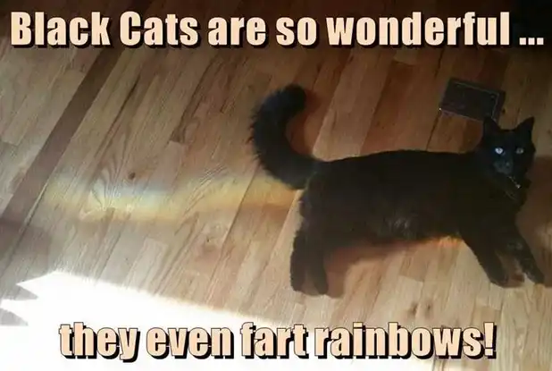 Hilarious black cat meme with feline unleashing rainbow fart