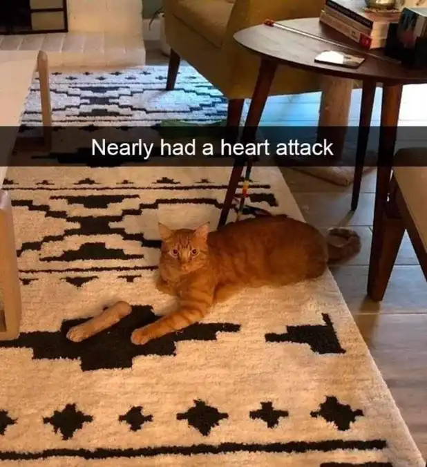 Camouflaged orange cat meme startling unsuspecting human