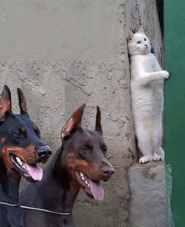 Peeking cat meme spying on cheerful Doberman duo
