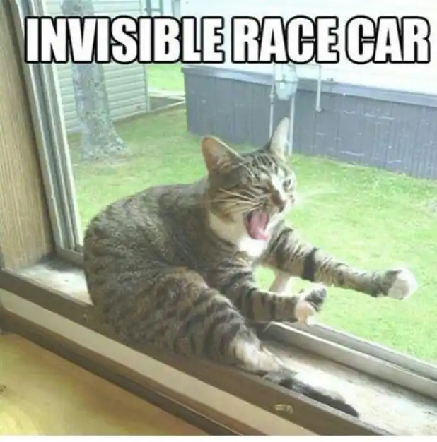 Dramatic tabby cat meme mimicking race car driver