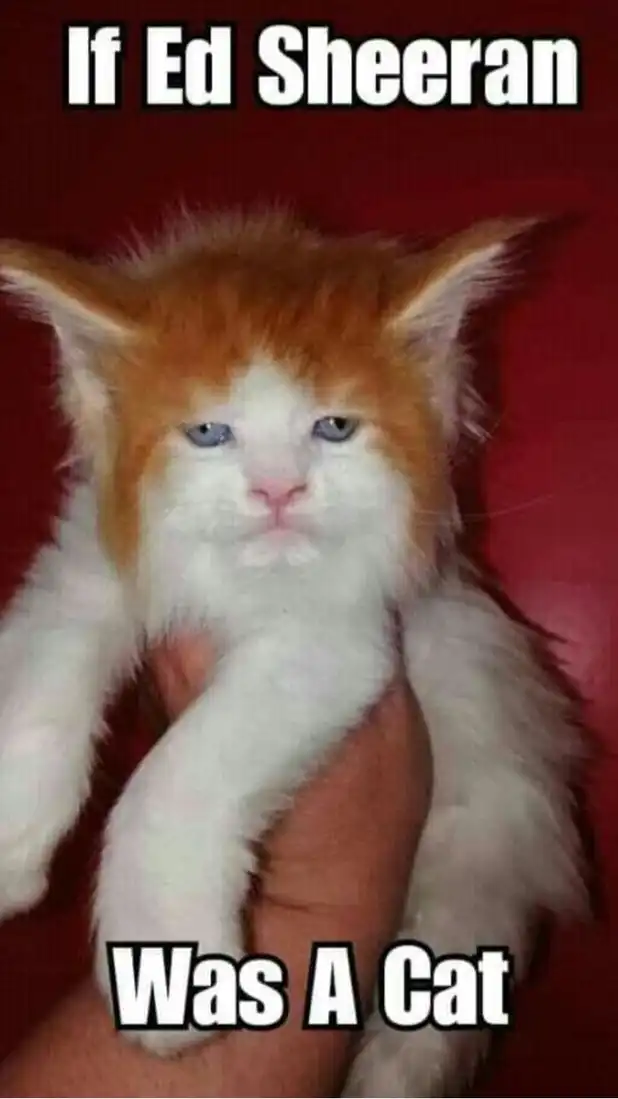 Whimsical cat meme portraying singer Ed Sheeran as kitten