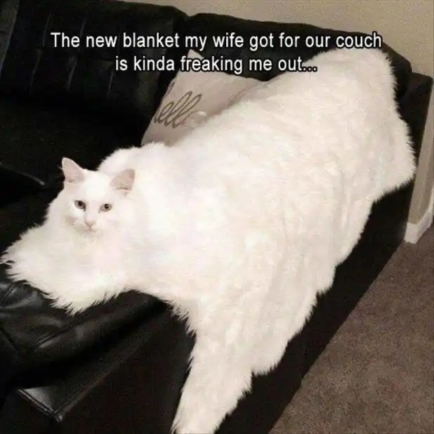 Eerie white cat meme lounging as spooky couch blanket