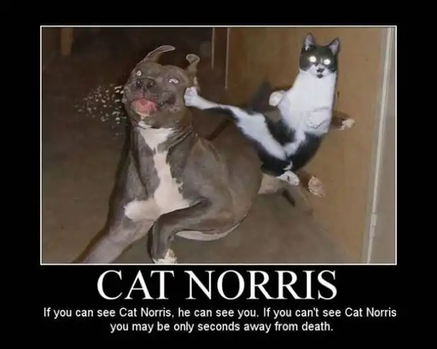 Epic cat meme of Chuck Norris feline executing flying kick