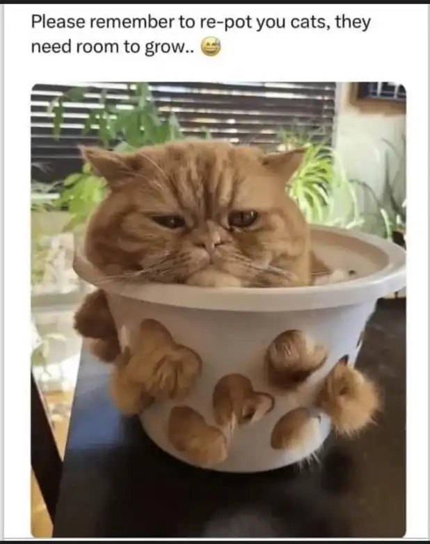 Plump cat meme overflowing from undersized plant pot