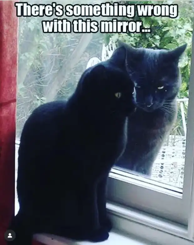 Suspicious black cat meme confronting reflection
