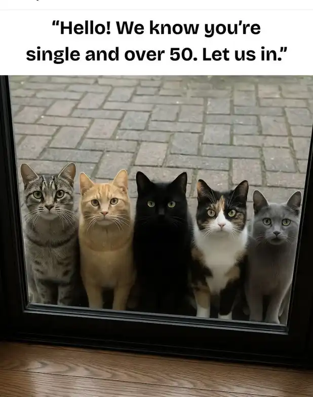 Colorful cat meme group begging entry through glass