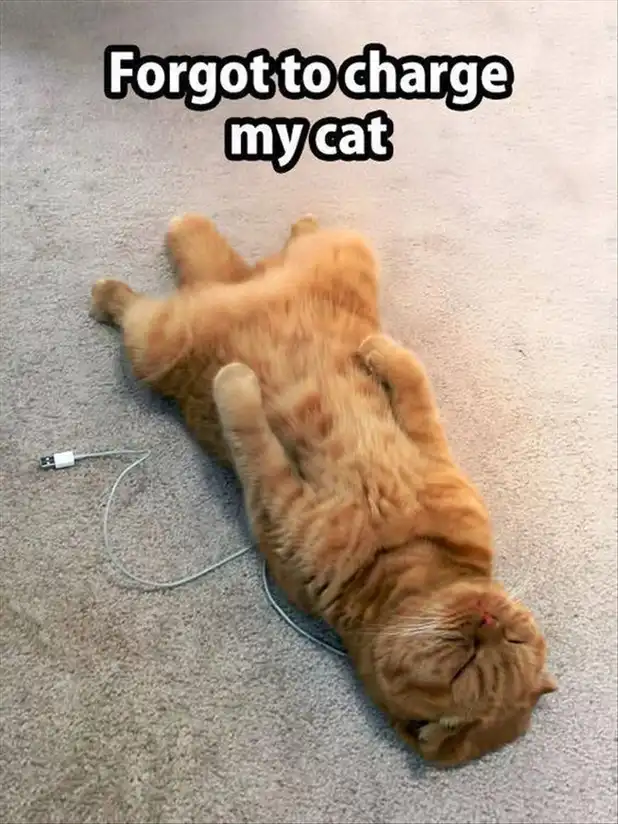 Exhausted cat meme posed as drained gadget on rug