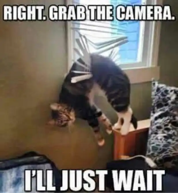 Inverted cat meme dangling precariously from window blinds