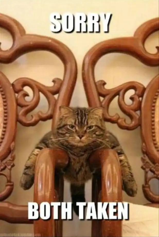 Majestic tabby cat meme claiming dual chair armrests