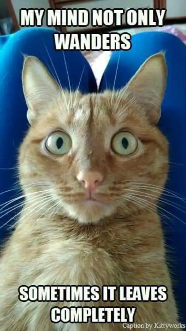 Dazed orange cat meme with wandering absent expression