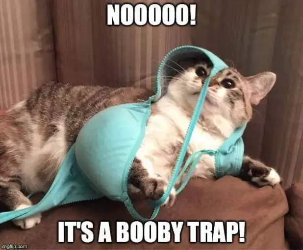 Feline in lingerie meme screaming booby trap alert