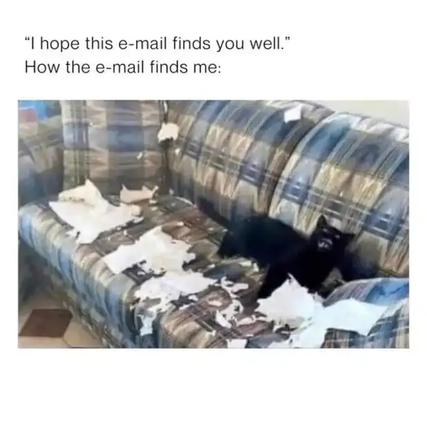 Shredded paper cat meme as chaotic email receiver