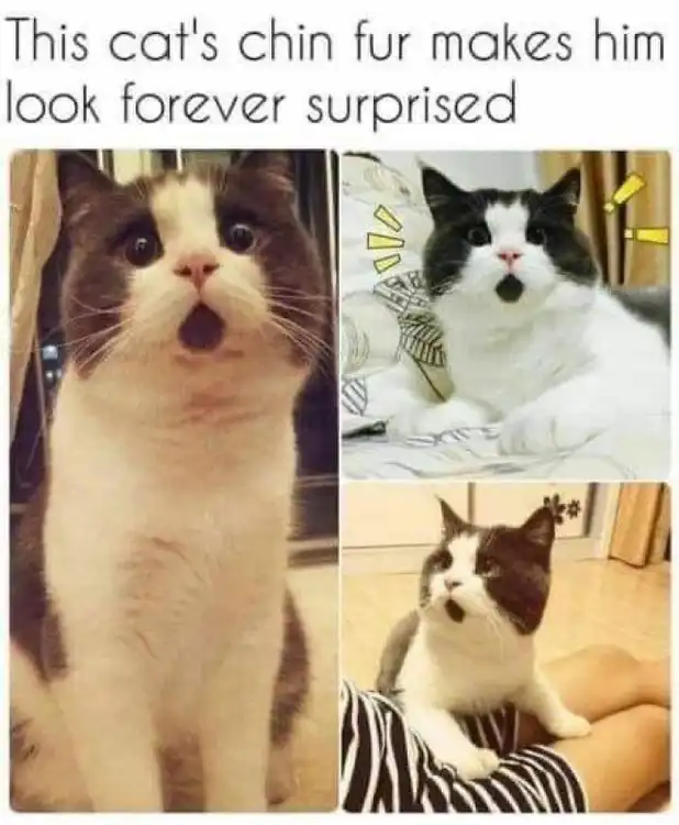 Shocked chin-fur cats meme compilation of surprise