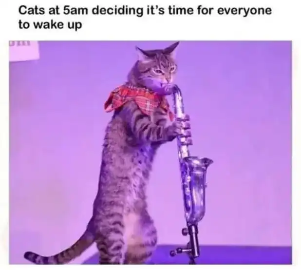 Jazz-playing tabby cat meme waking household at dawn