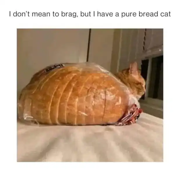 Bread-bag orange cat meme as purebred loaf