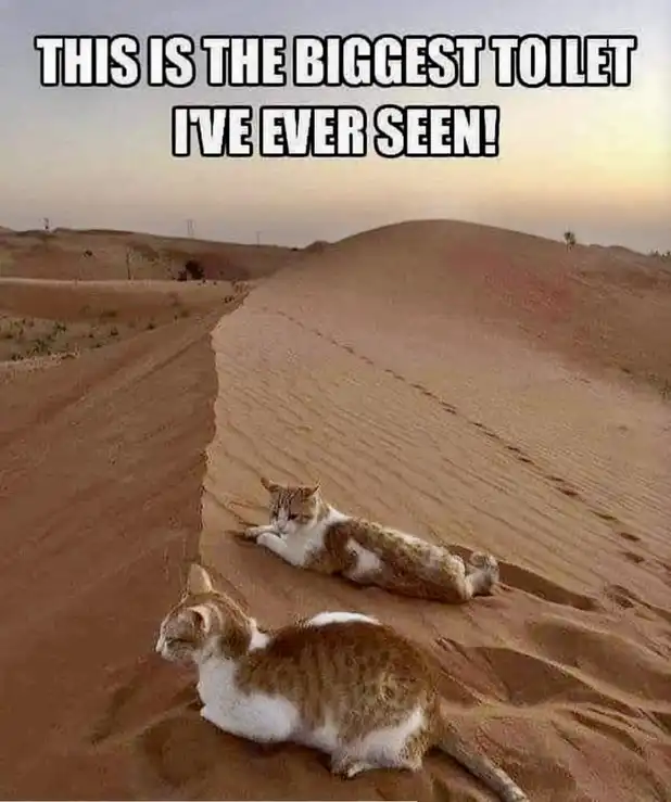 Desert-dune tabby cats meme as giant litter box