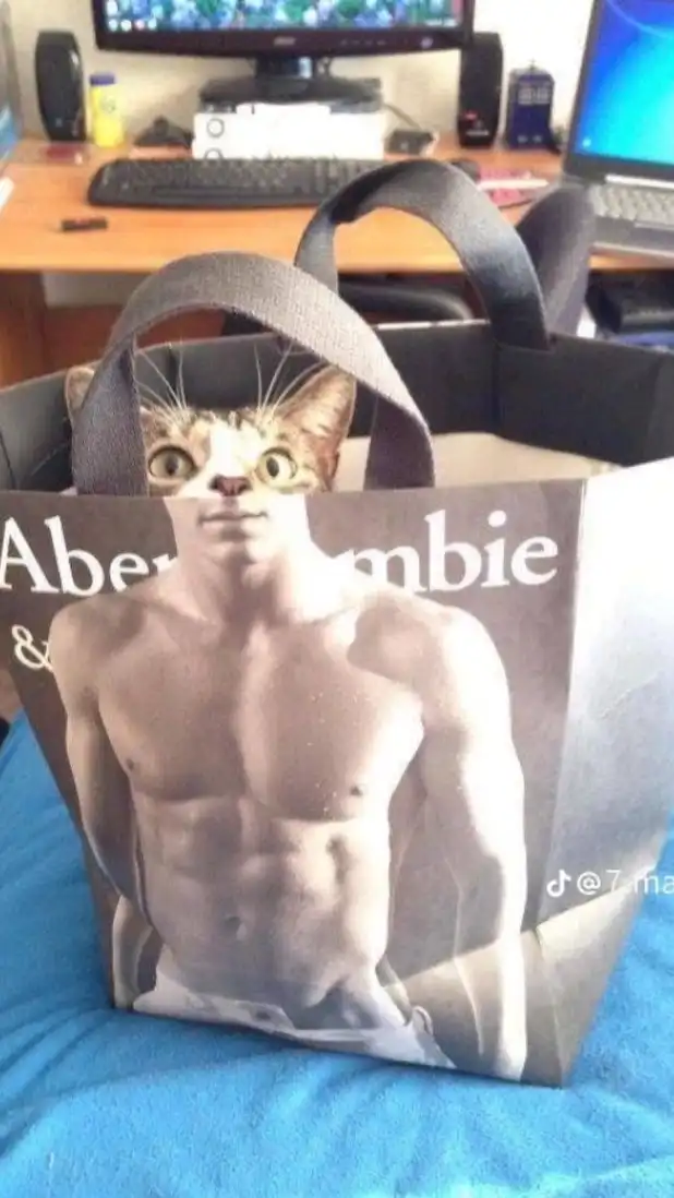 Tabby cat meme emerging from shopping bag photobomb