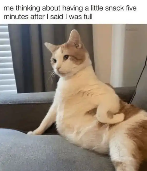 Post-meal snack-craving calico cat meme lounging