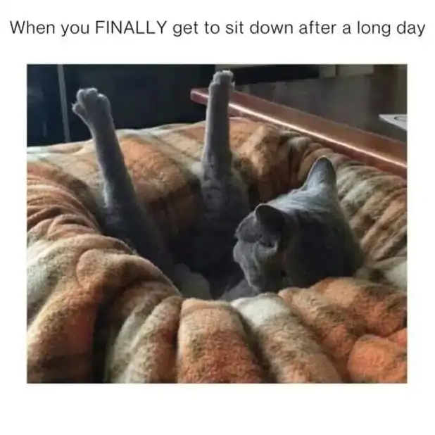 Relaxed gray cat meme flopping into pillow pile