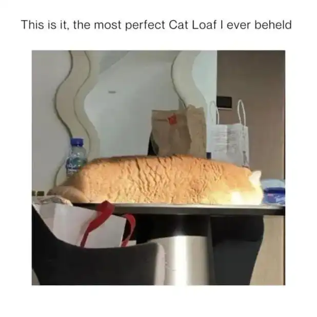 Perfect tabby cat loaf meme on dining table