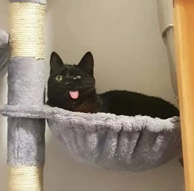 Tongue-out black cat meme lounging in hammock
