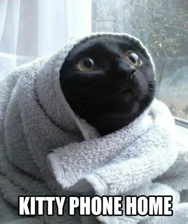 Towel-bundled kitten meme calling home sadly