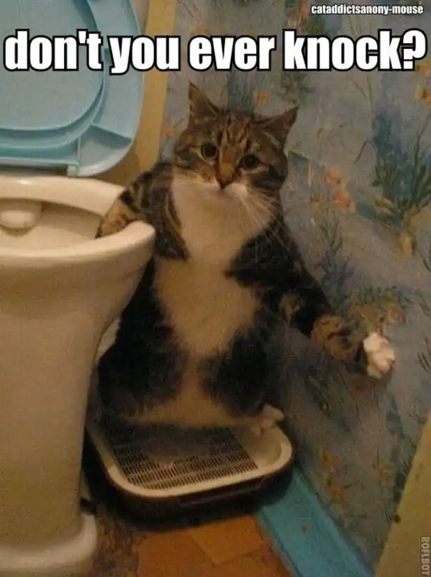 Indignant tabby cat meme guarding bathroom privacy